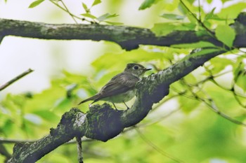 Asian Brown Flycatcher Unknown Spots Sat, 5/4/2019