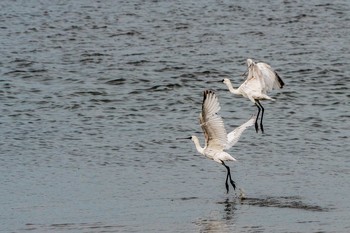 クロツラヘラサギ 山口県下関市 2019年4月28日(日)