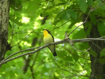 2019年5月4日(土) 薬師池公園の野鳥観察記録