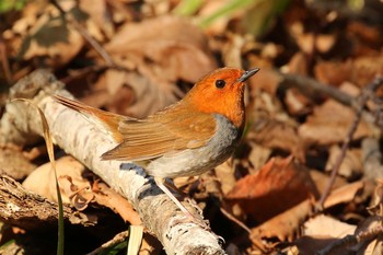 2019年5月4日(土) 北海道 函館市 見晴公園の野鳥観察記録