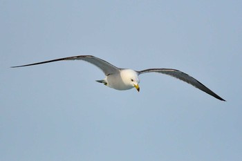 ウミネコ 舳倉島 2019年4月23日(火)