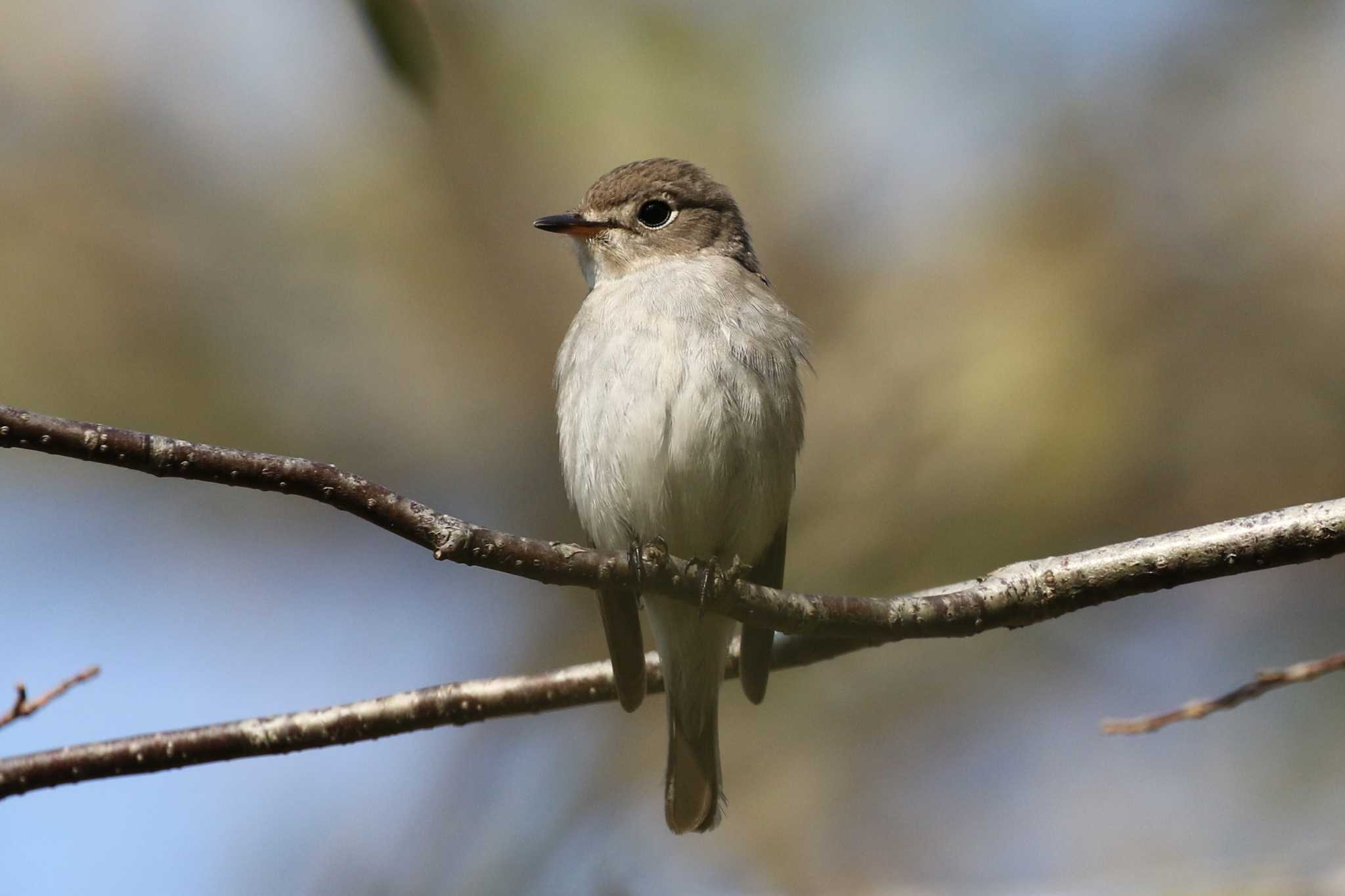 19年05月04日 土 北海道 函館市 見晴公園の野鳥観察記録 By 野鳥好き バードウォッチングならzoopicker