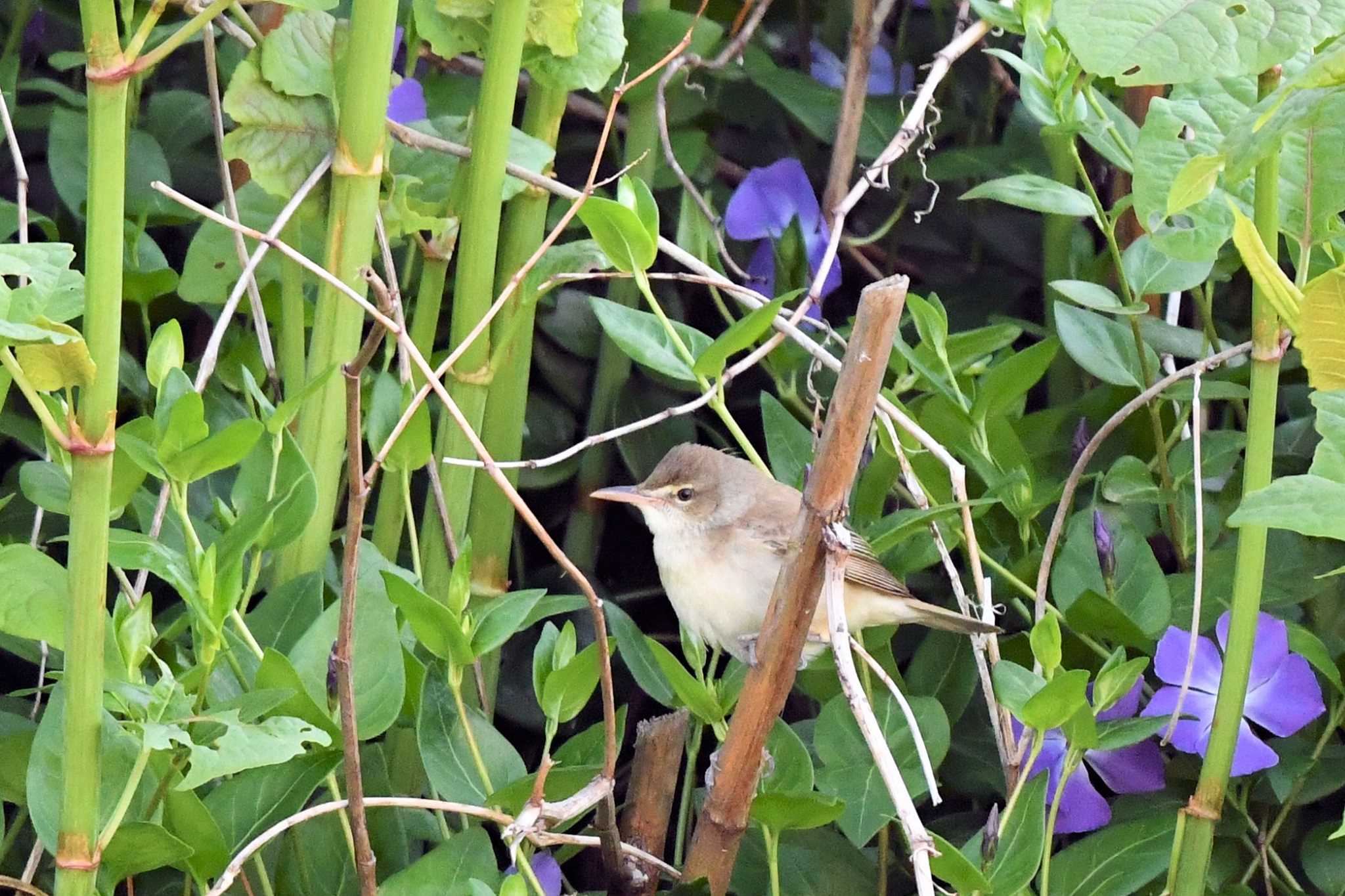 Oriental Reed Warbler