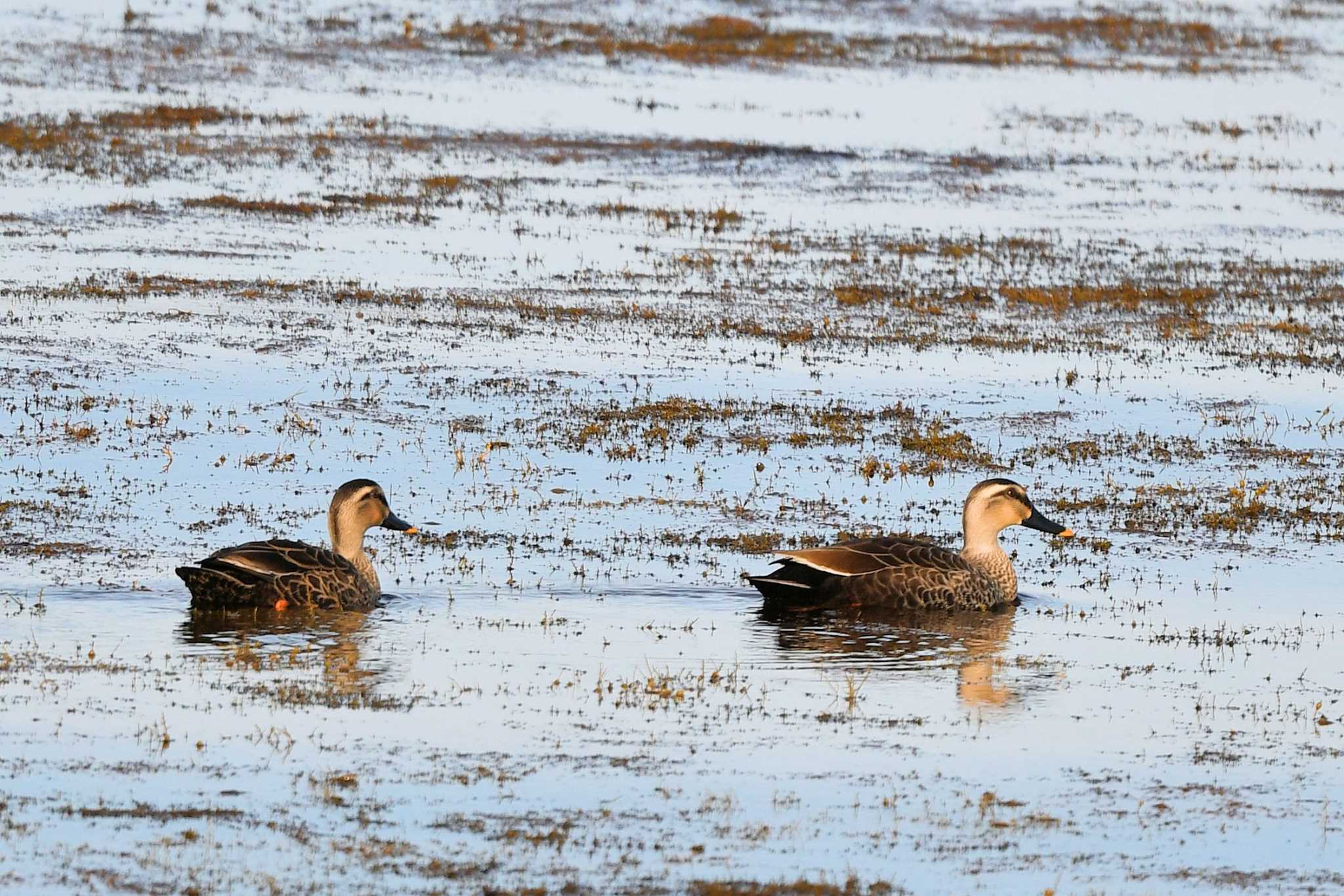 Eastern Spot-billed Duck