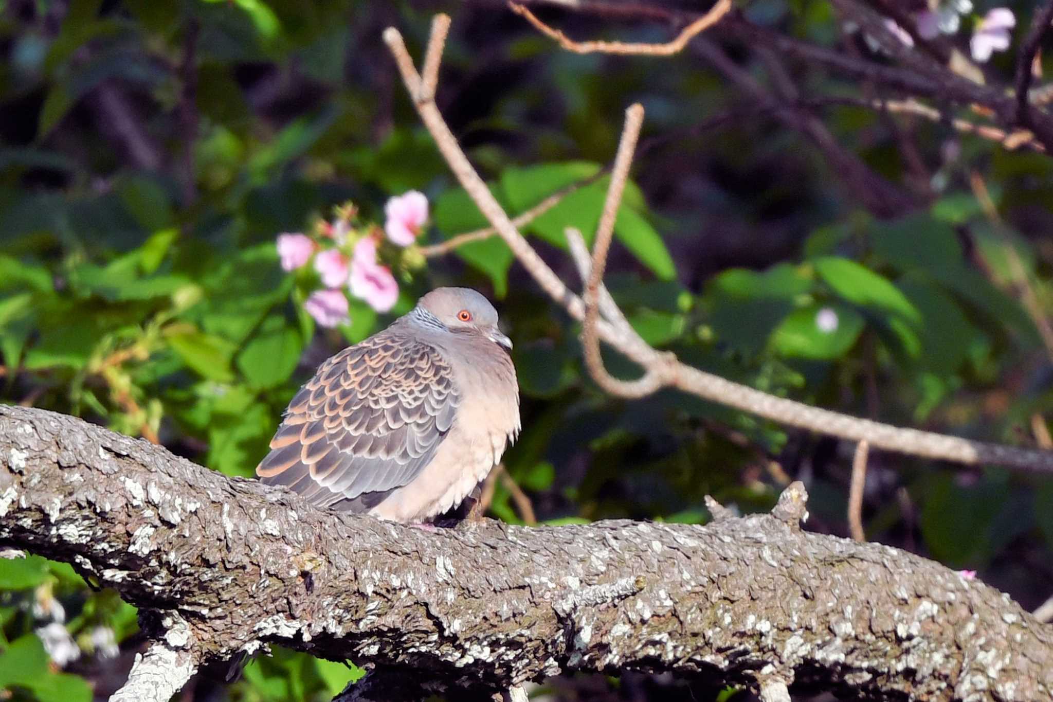 Oriental Turtle Dove