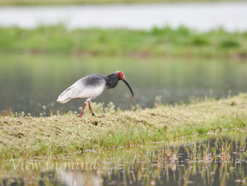 Crested Ibis Sado Japanese Crested Ibis Conservation Center Thu, 5/2/2019