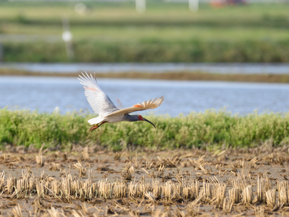 Photo of Crested Ibis at 新潟県 by あおばずく