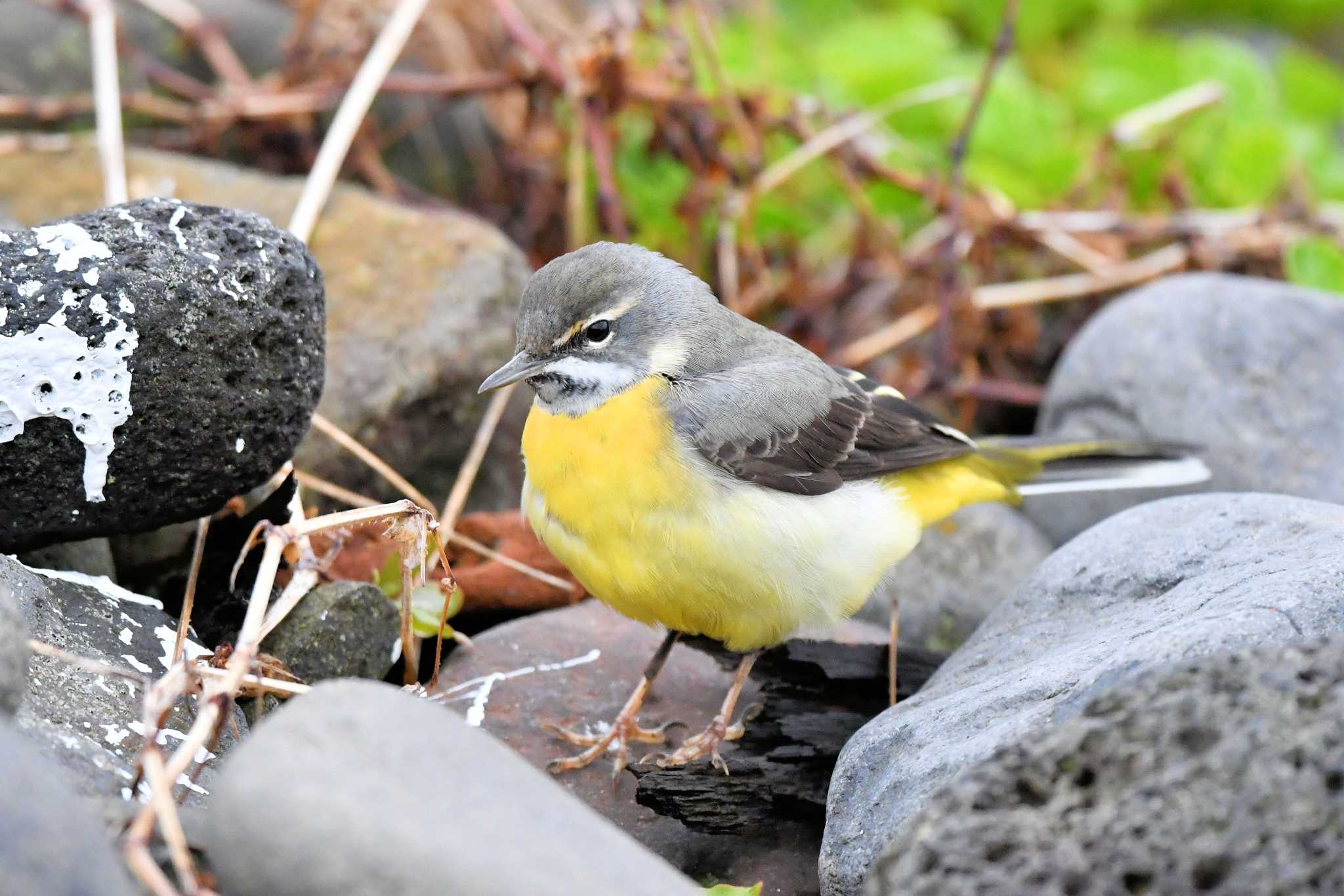 Grey Wagtail