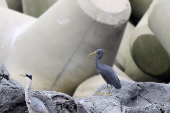 クロサギ 舳倉島 2019年4月23日(火)