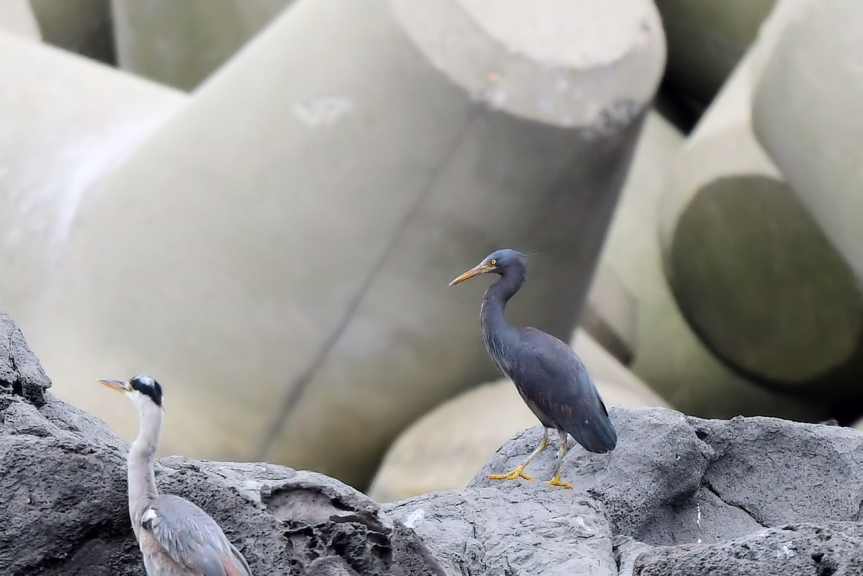 Pacific Reef Heron