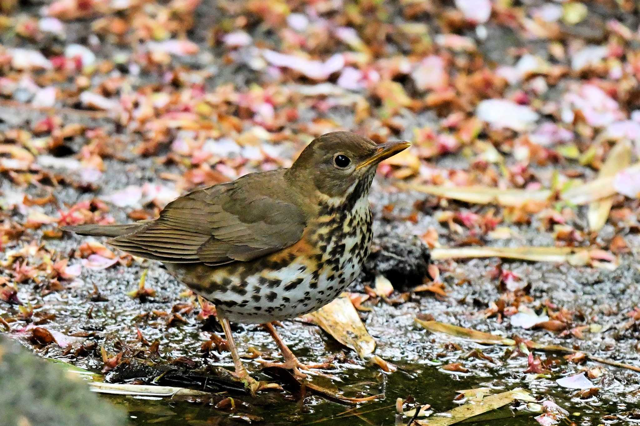 Japanese Thrush