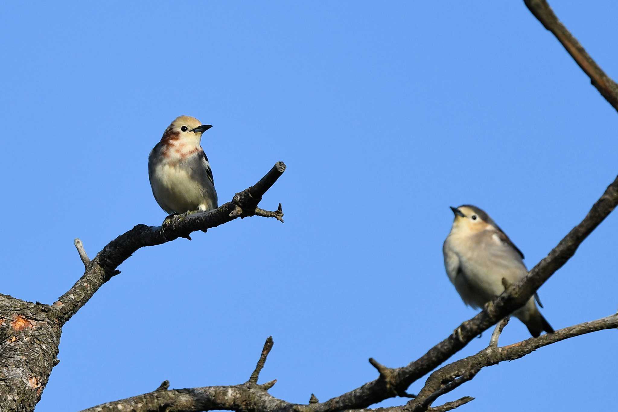 Chestnut-cheeked Starling