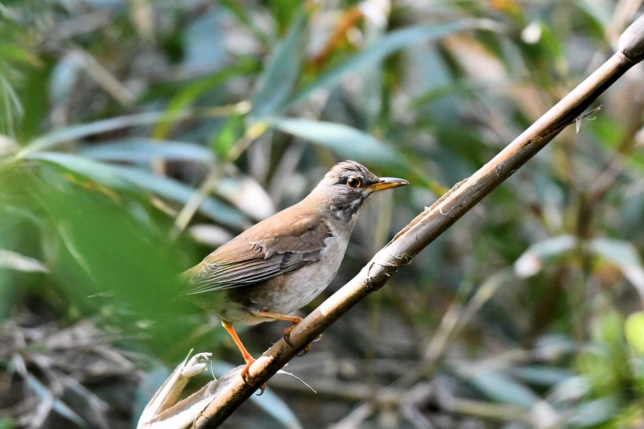 Pale Thrush