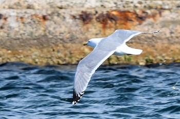 セグロカモメ 舳倉島 2019年4月23日(火)