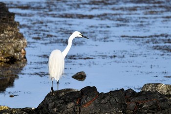 ダイサギ 舳倉島 2019年4月23日(火)