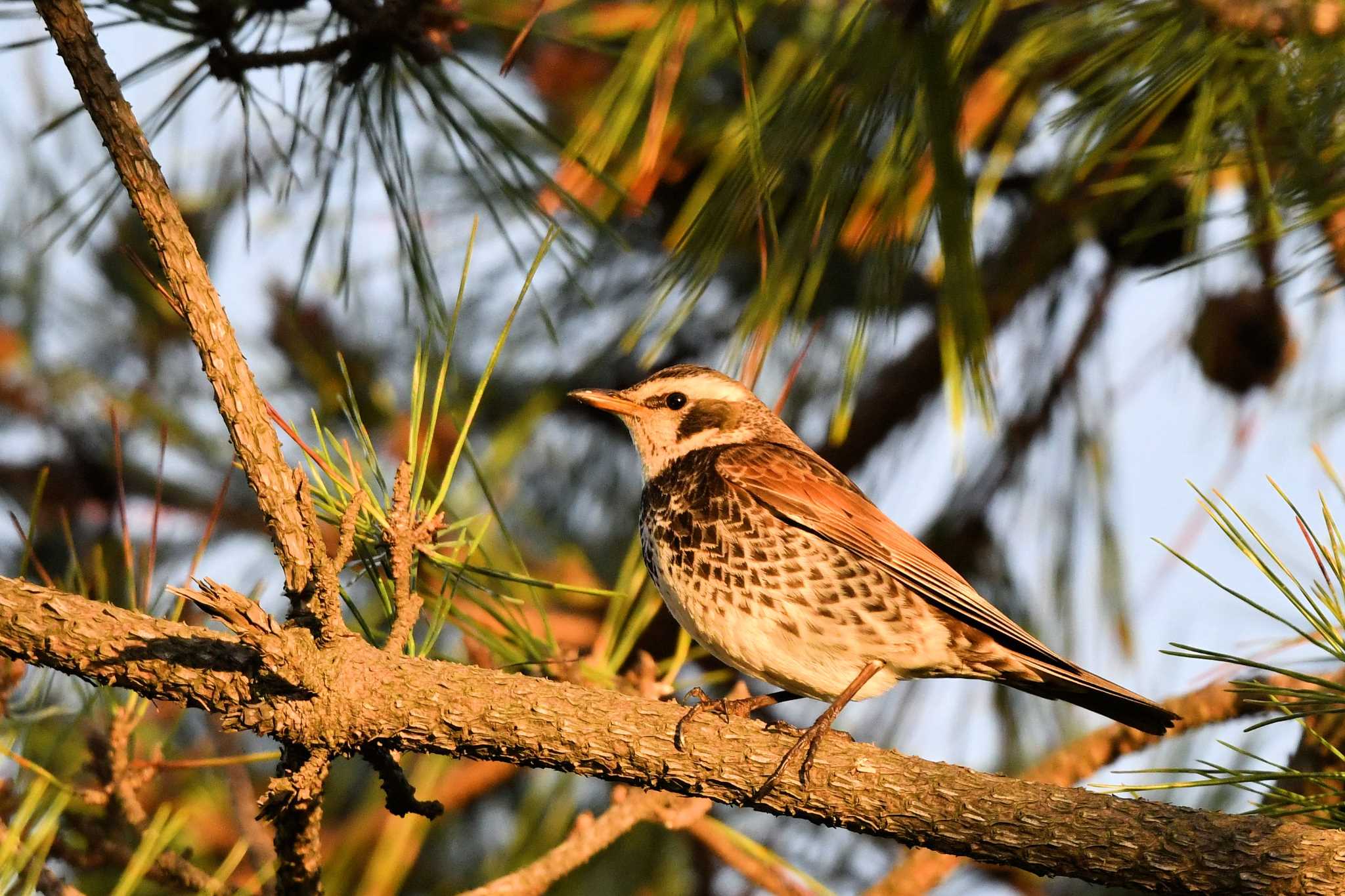 Dusky Thrush