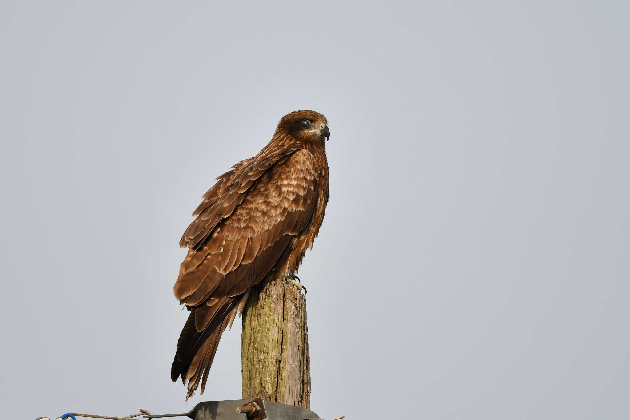 Black Kite