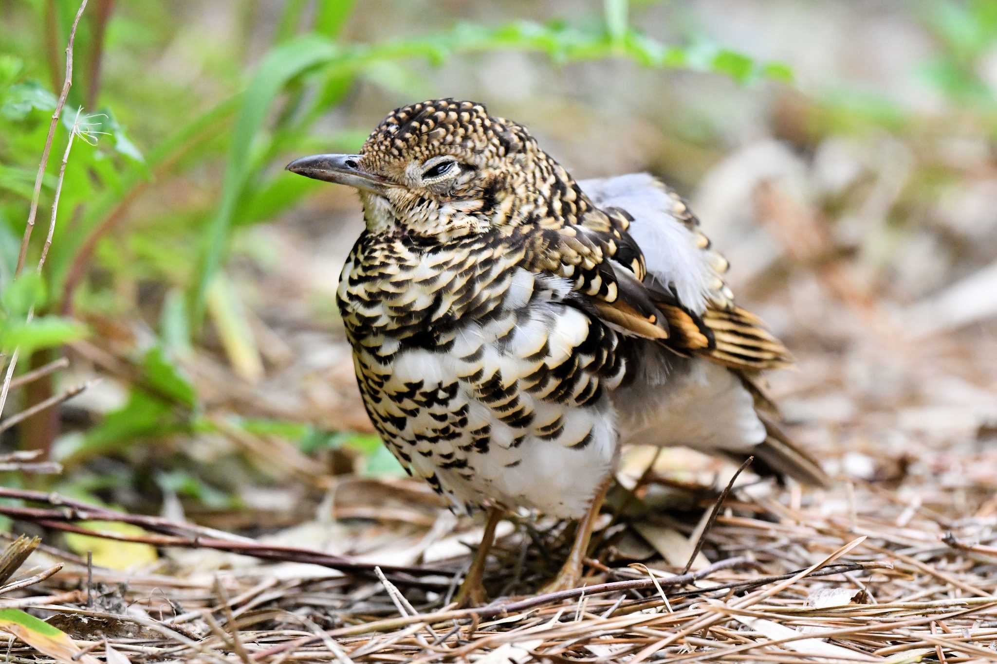 White's Thrush