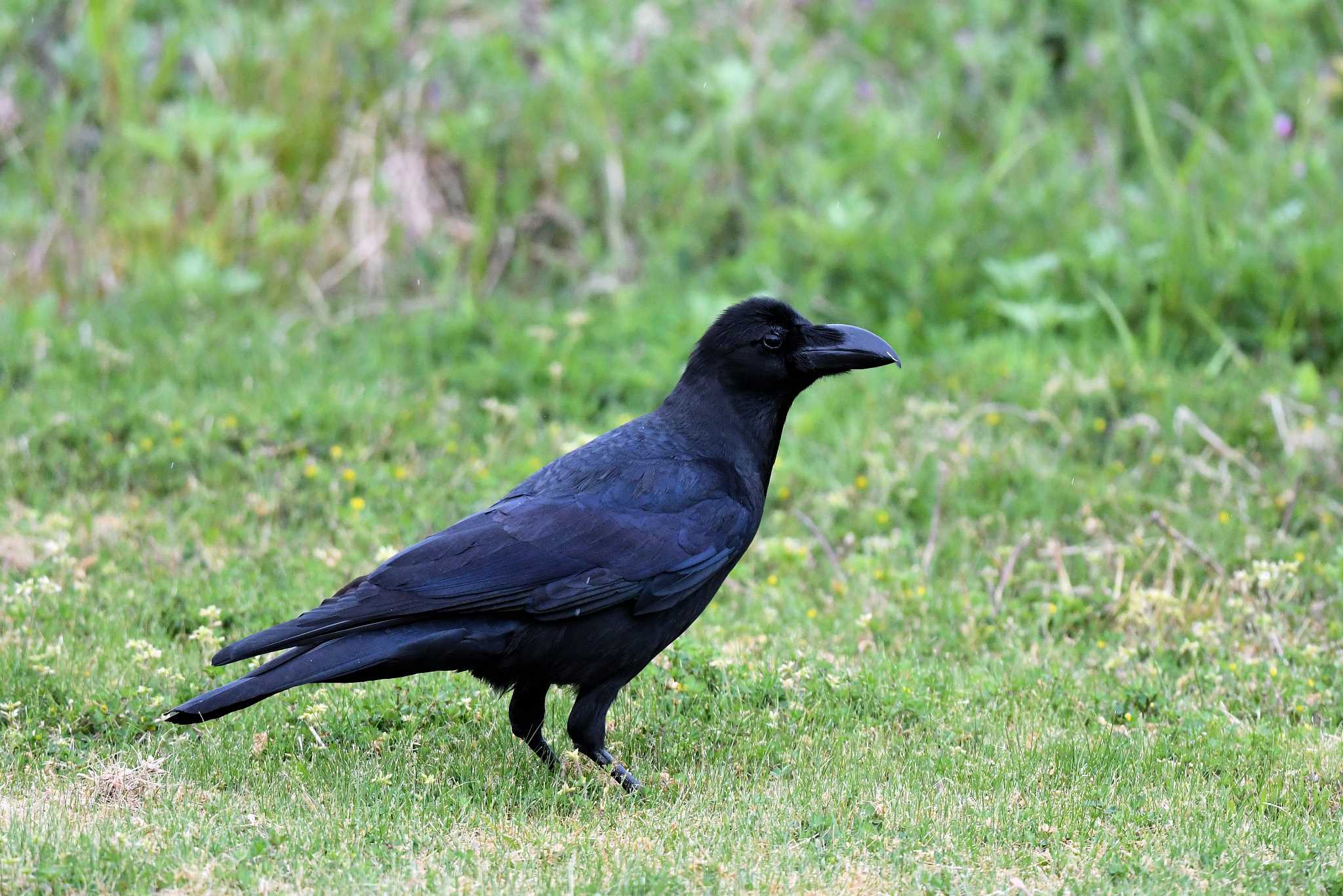 Large-billed Crow