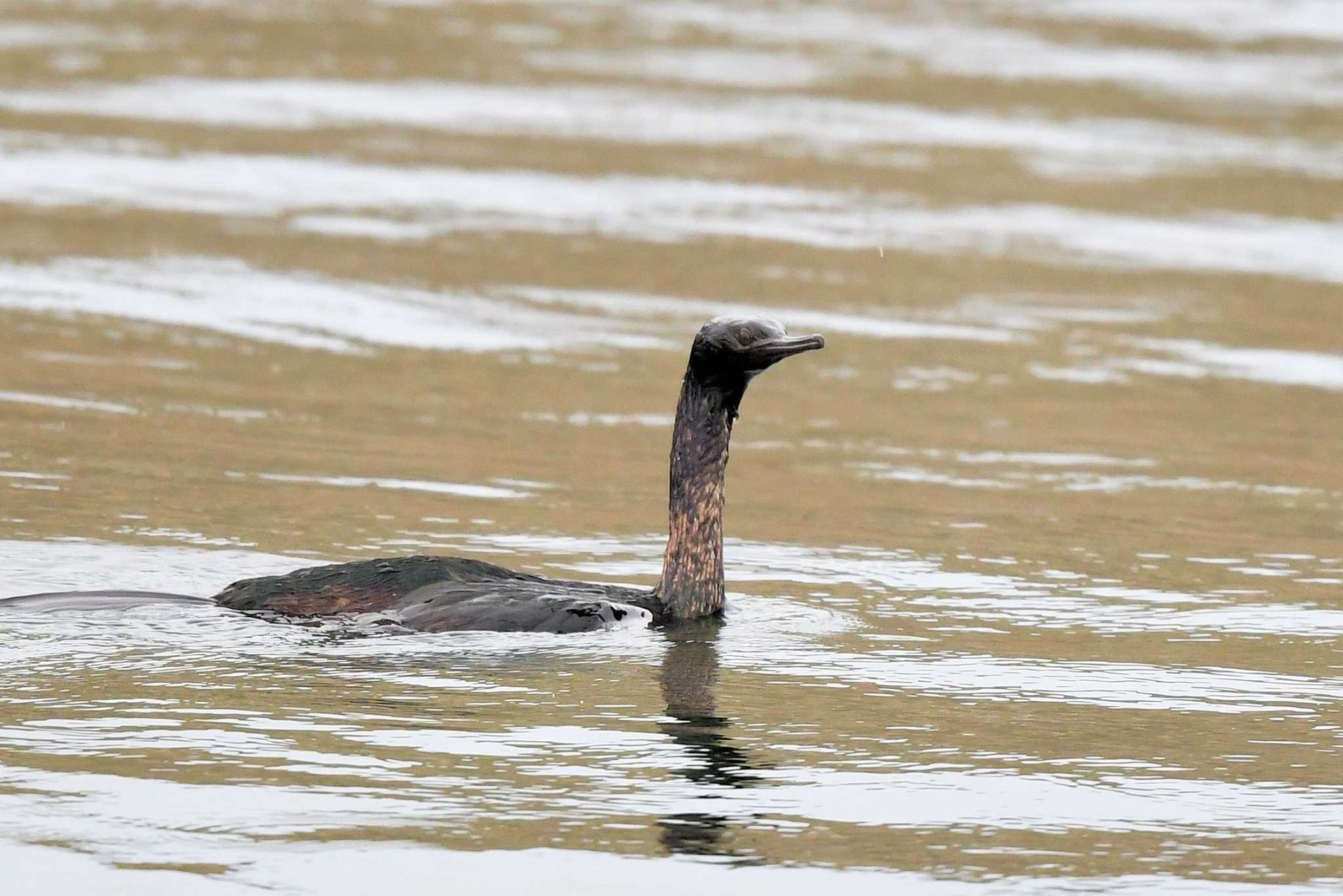 Pelagic Cormorant