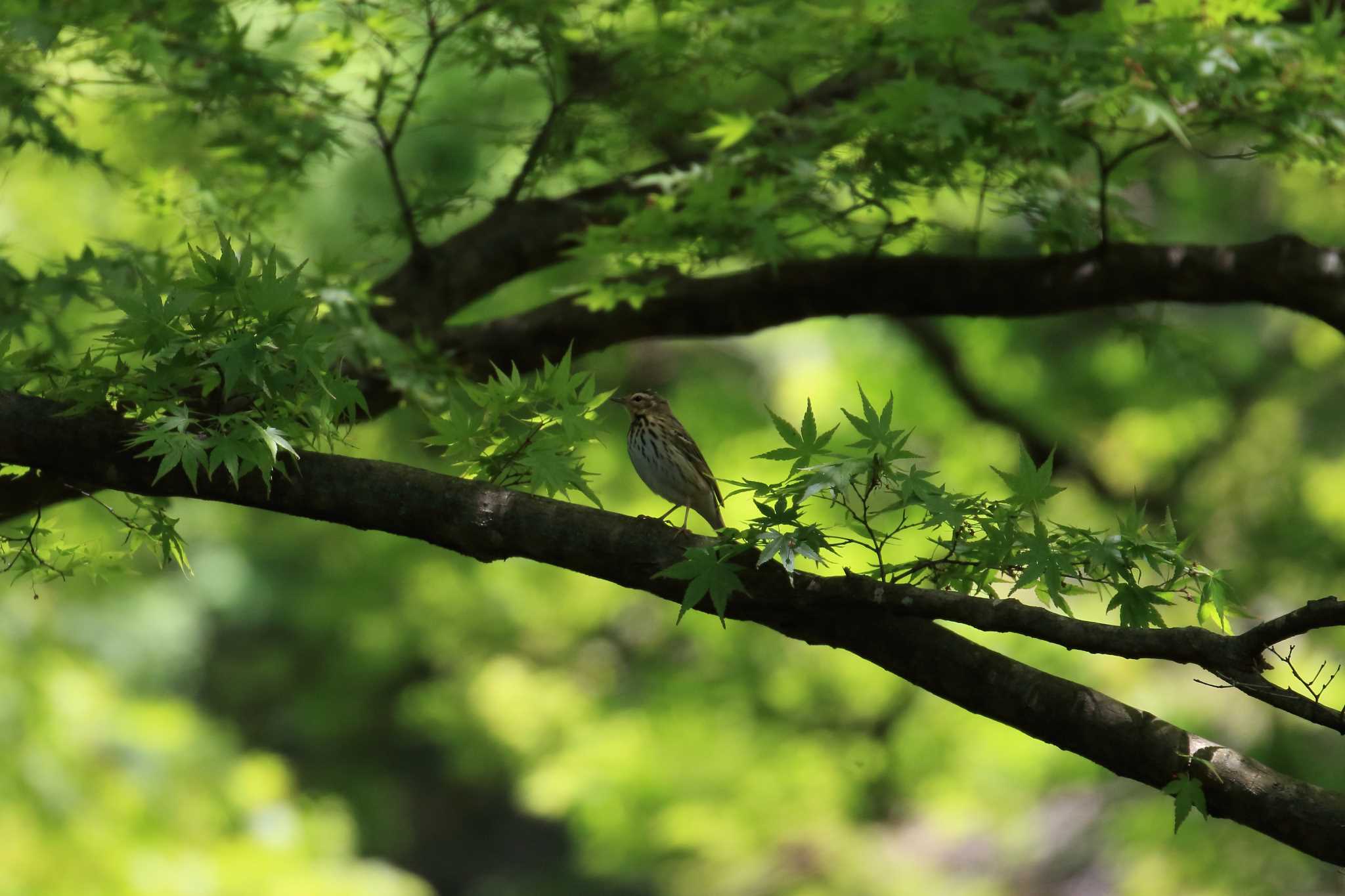 鳥見山公園 ビンズイの写真 by 明石のおやじ