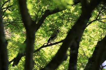 2019年5月4日(土) 鳥見山公園の野鳥観察記録