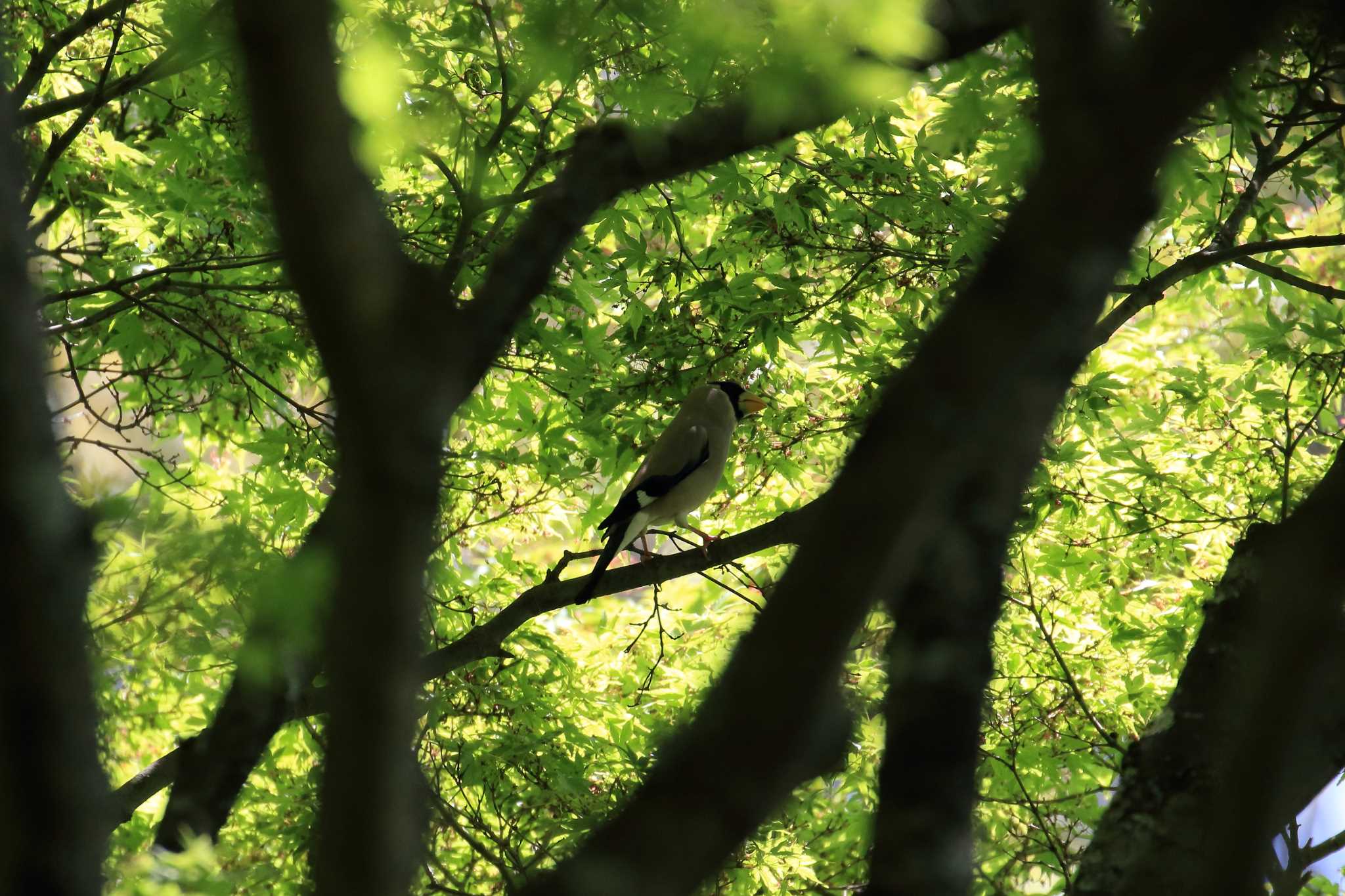 鳥見山公園 イカルの写真 by 明石のおやじ