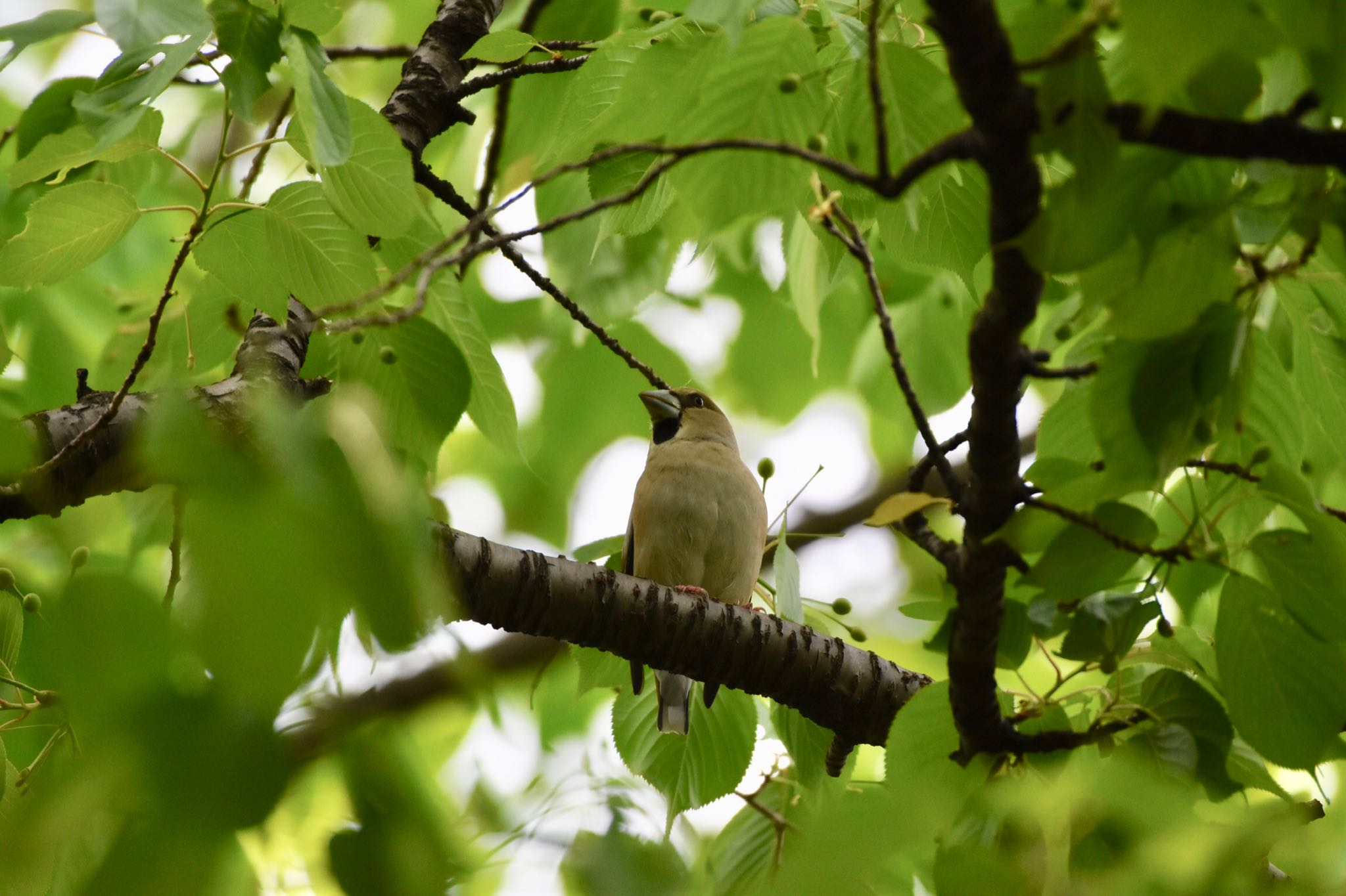 Hawfinch