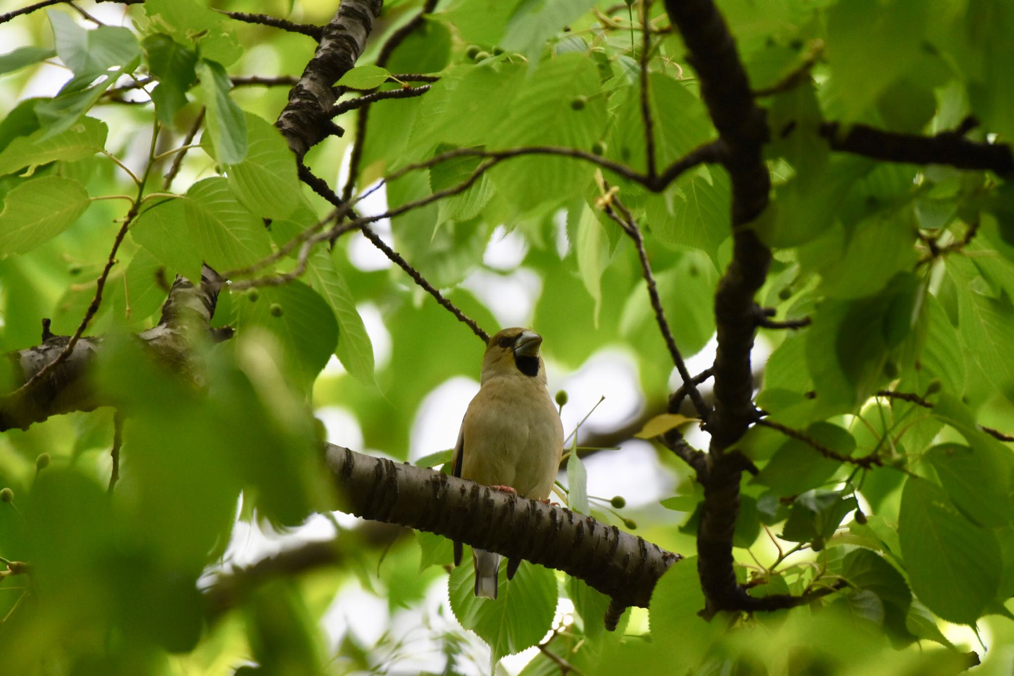 Hawfinch