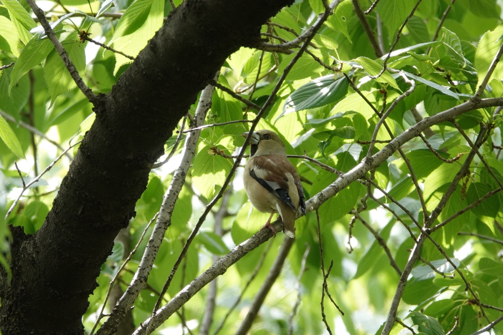 Hawfinch