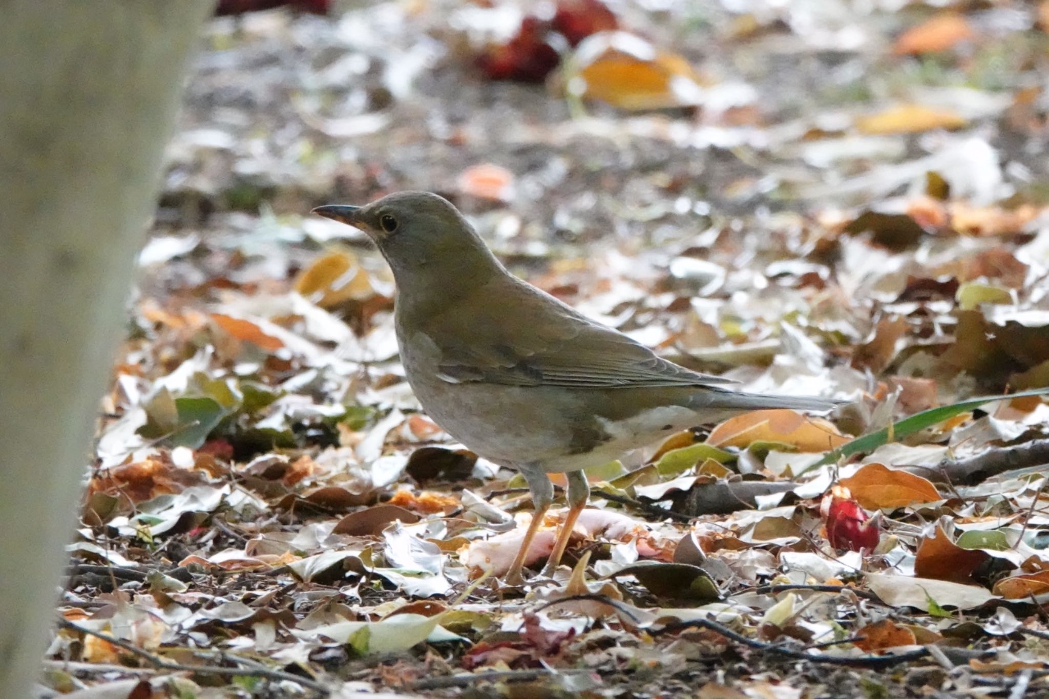 Photo of Pale Thrush at Koishikawa Botanic Garden by Hofstadter2303