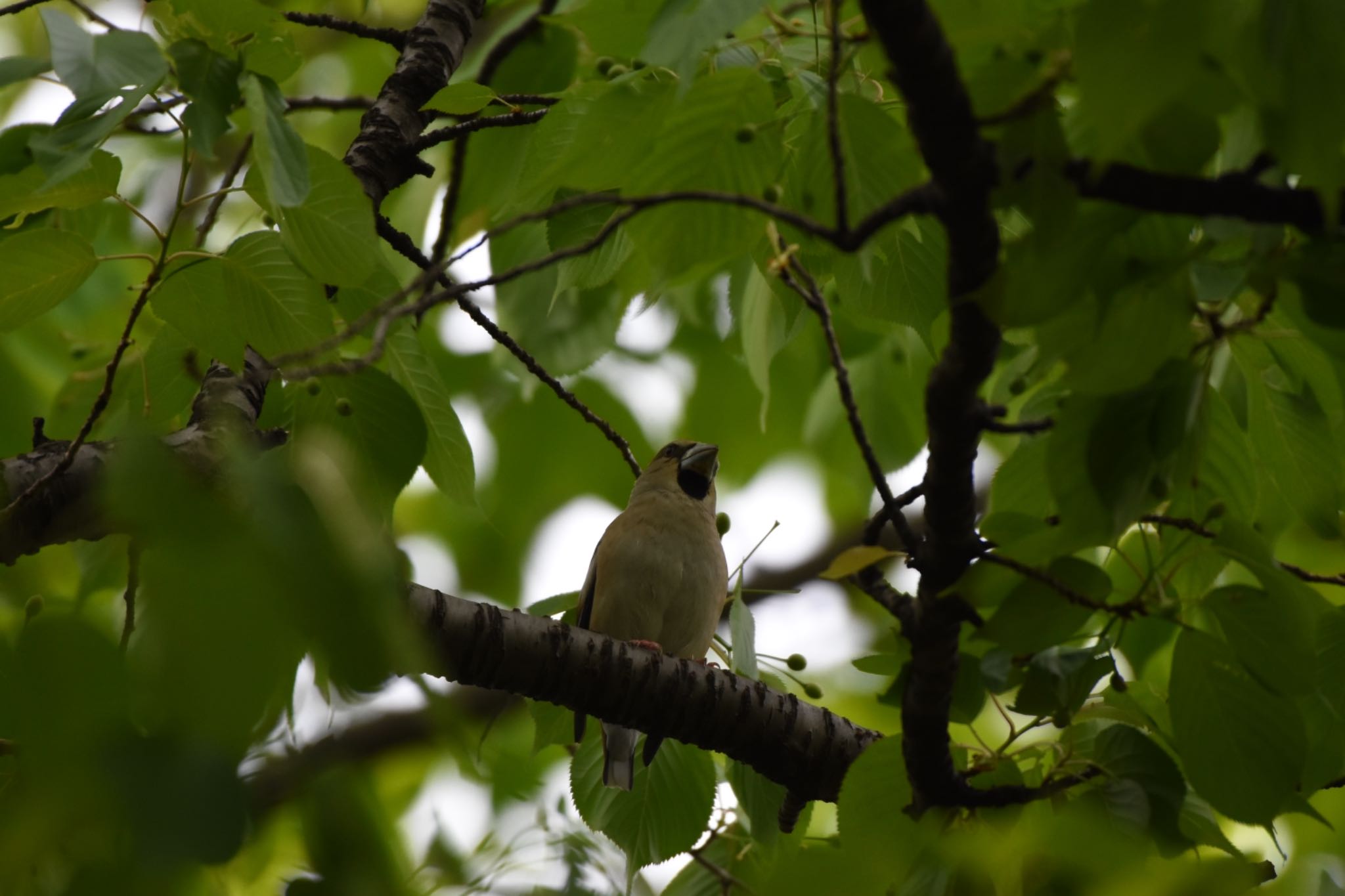 Photo of Hawfinch at Koishikawa Botanic Garden by Hofstadter2303