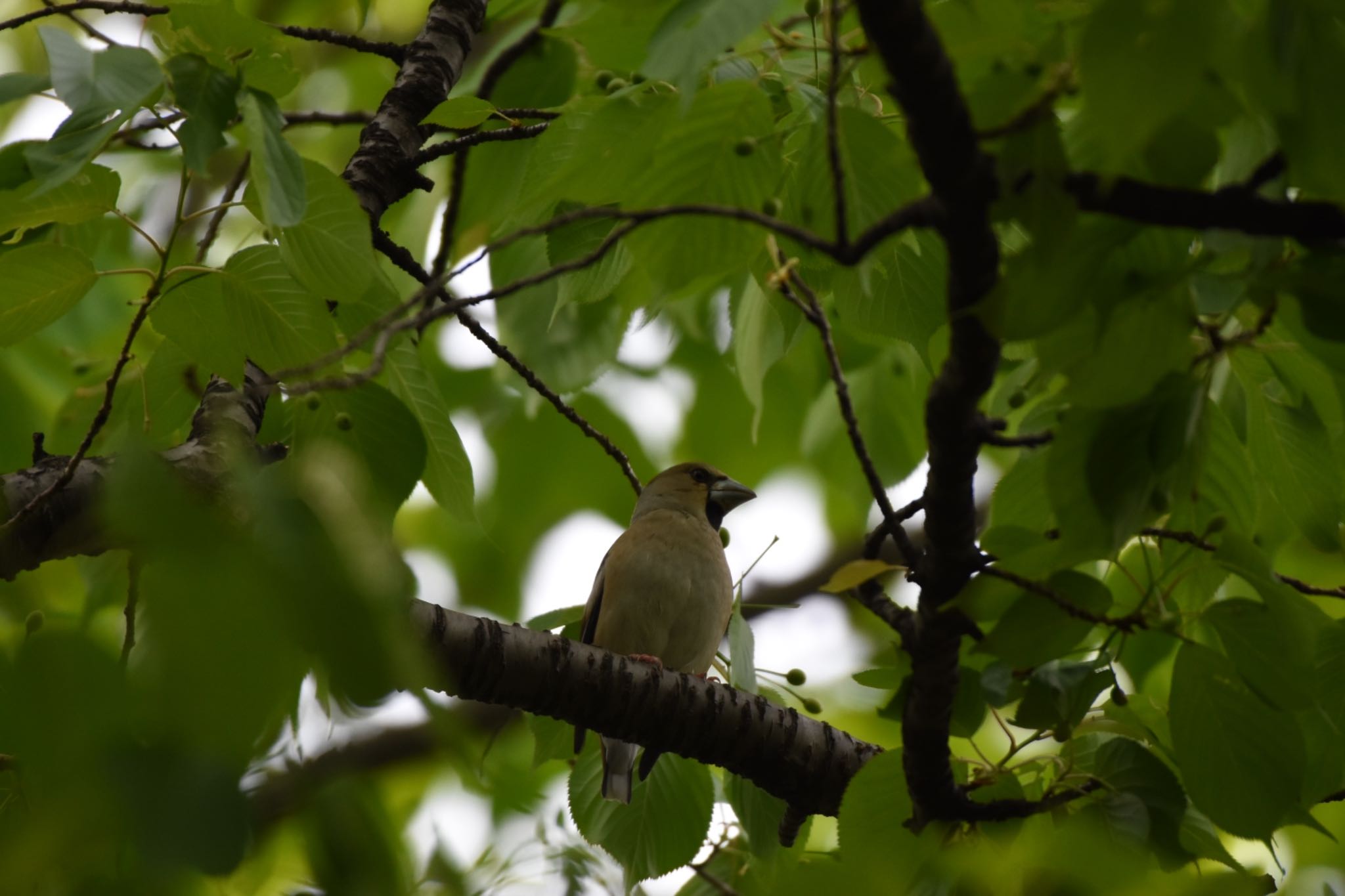 Hawfinch