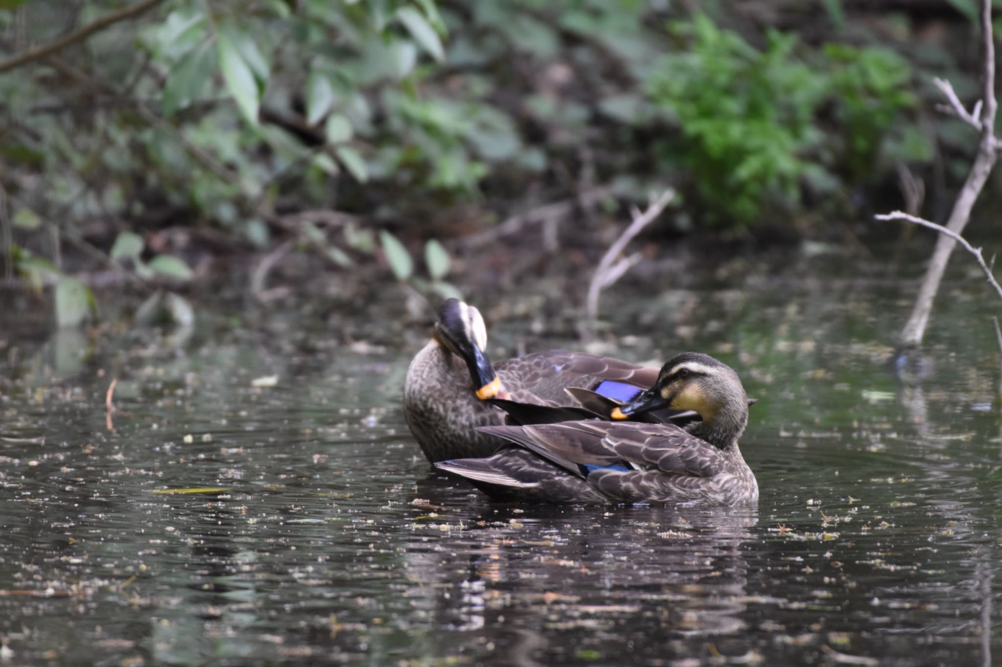 Eastern Spot-billed Duck