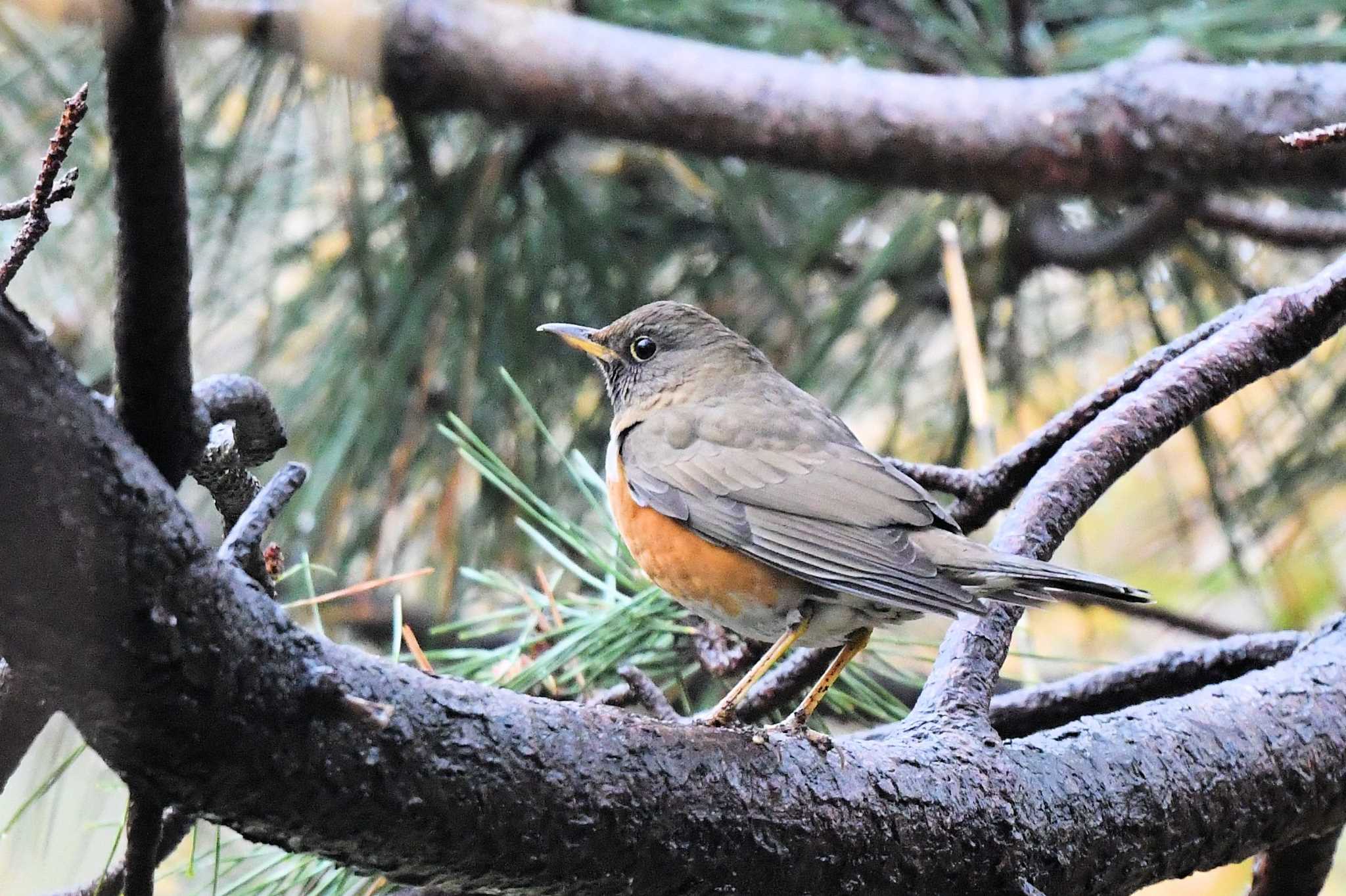 Brown-headed Thrush