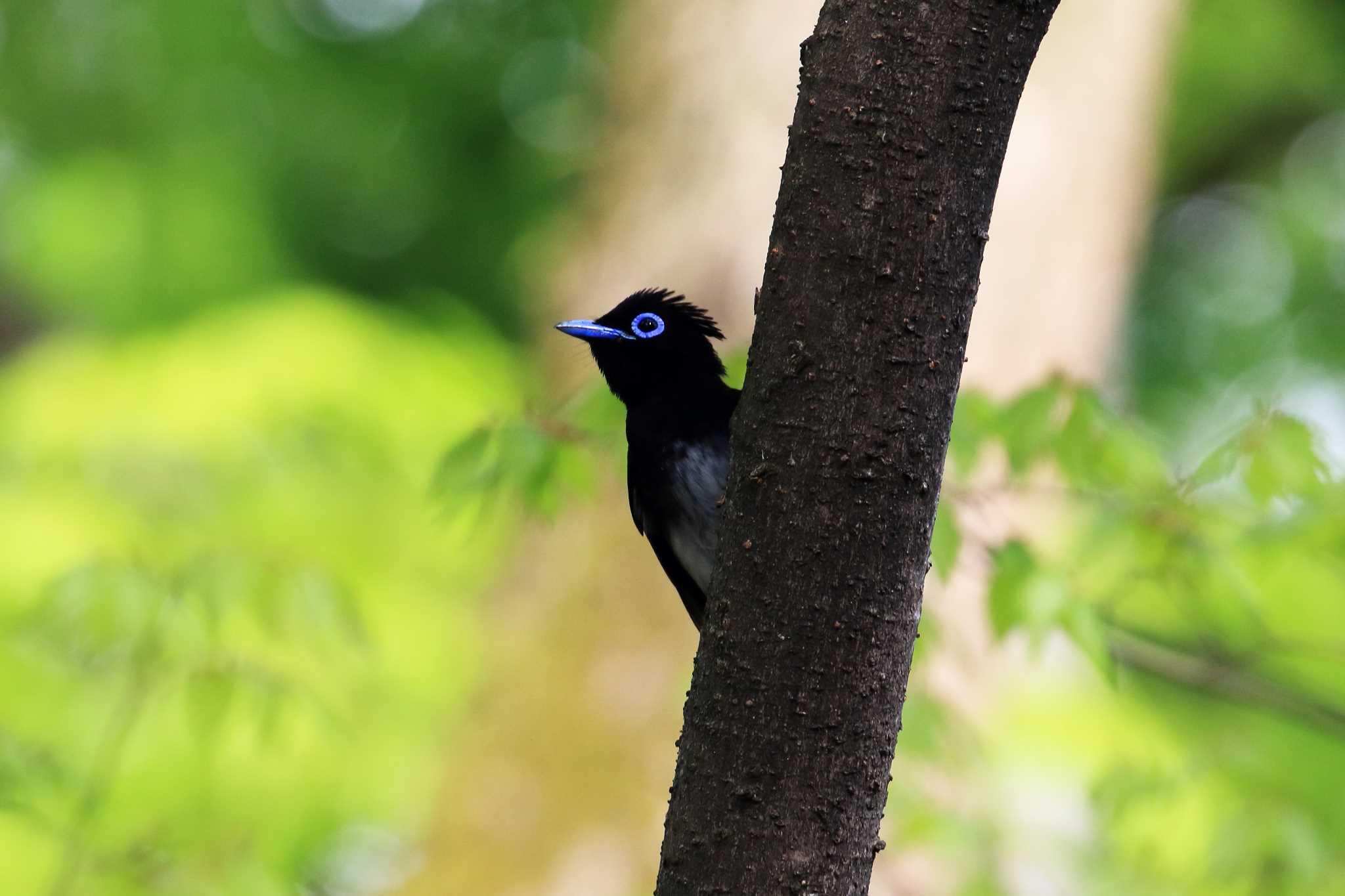 サンコウチョウ