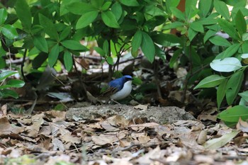 2019年4月27日(土) 大阪城公園の野鳥観察記録