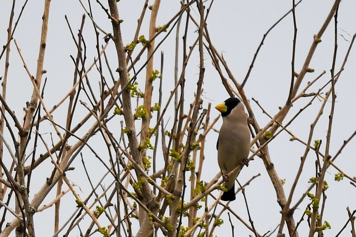 Japanese Grosbeak