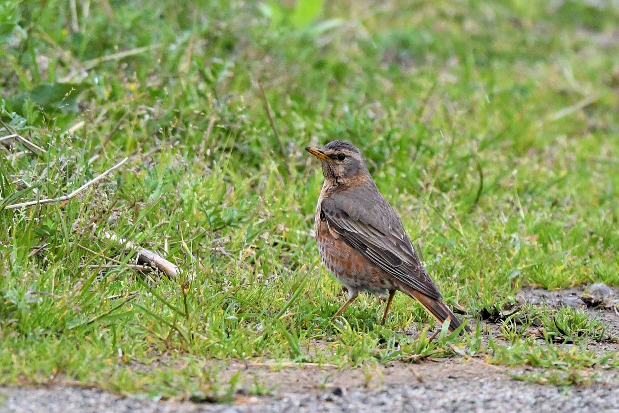 Naumann's Thrush