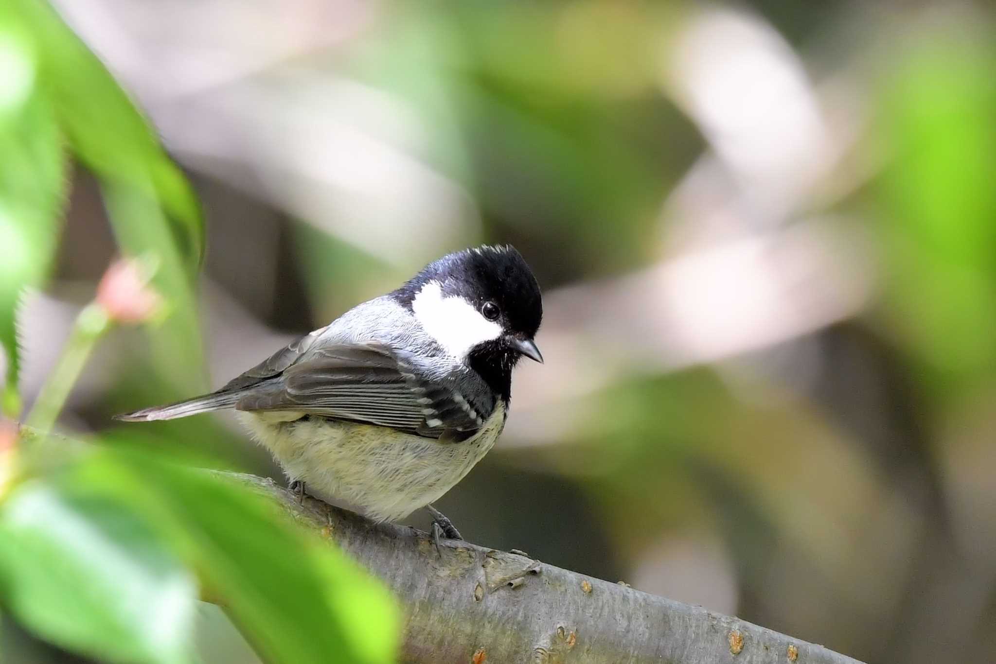 Coal Tit