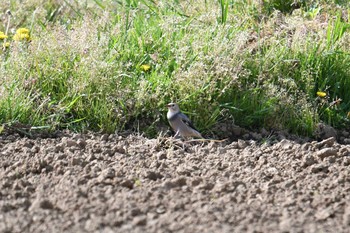 Red-billed Starling Awashima Island Fri, 5/3/2019