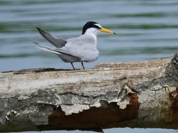 Fri, 5/3/2019 Birding report at 淀川河川敷（枚方～牧野）