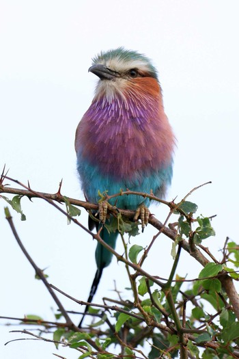 Lilac-breasted Roller Kapama Private Game Reserve (South Africa) Mon, 4/29/2019