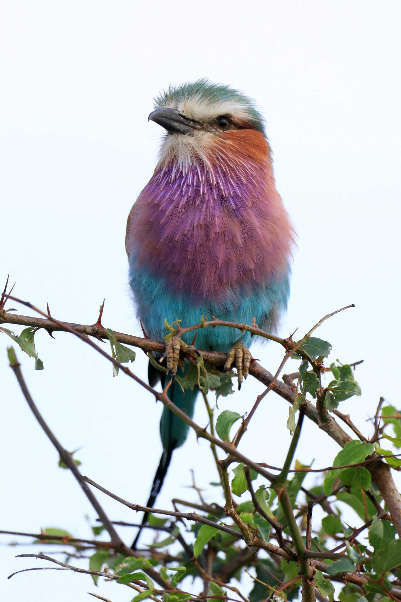 Lilac-breasted Roller