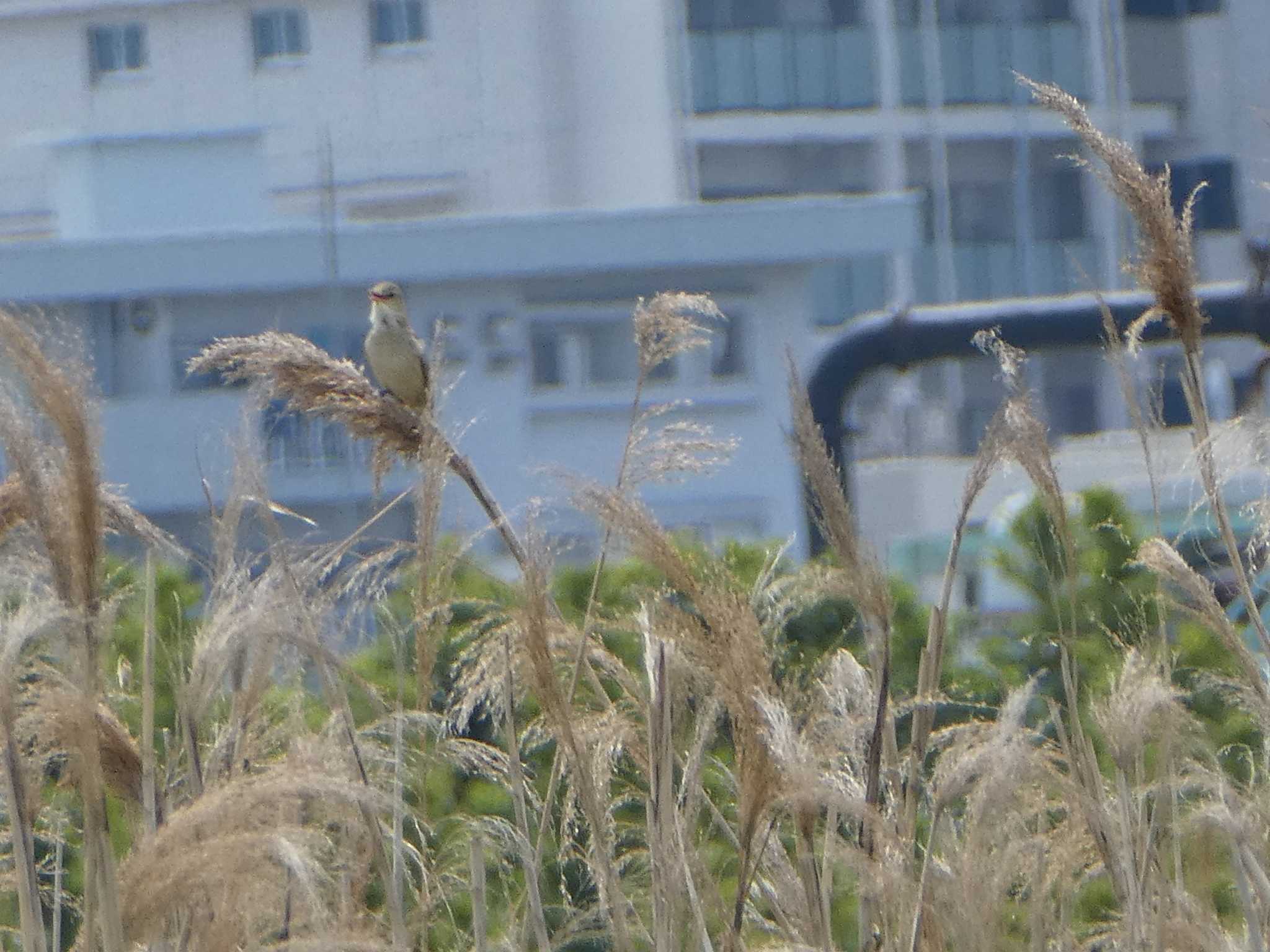 オオヨシキリ