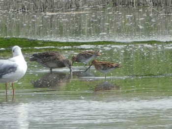 2019年5月3日(金) 六郷橋緑地の野鳥観察記録