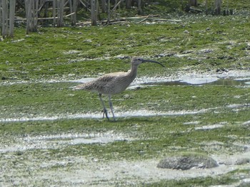 チュウシャクシギ 六郷橋緑地 2019年5月3日(金)