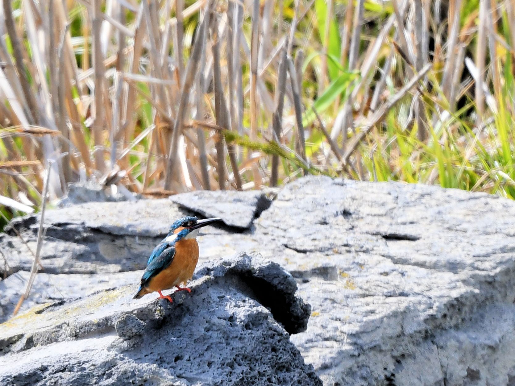 カワセミ