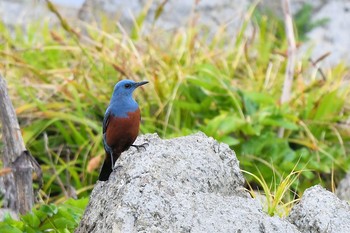 イソヒヨドリ 舳倉島 2019年4月23日(火)