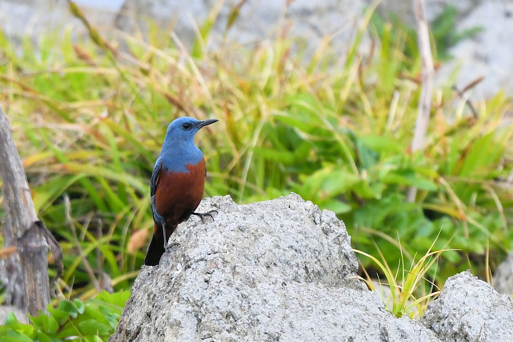 Blue Rock Thrush